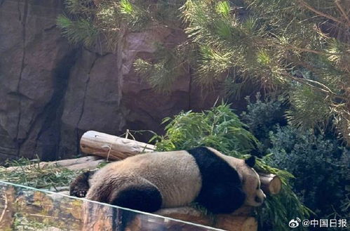 旅美大熊猫亮相圣迭戈动物园,加州州长宣布8月8日为熊猫日