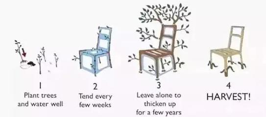 种植家具 9年等待与环保未来的探索